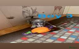 Staffordshire Bull Terrier dogs for sale: RARE BLUE MERLE STAFFORDSHIRE BULL TERRIER PUPPIES - Image 26