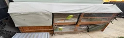 Guinea Pig rodents for sale: Guinea pigs  in Hull - Advert 2