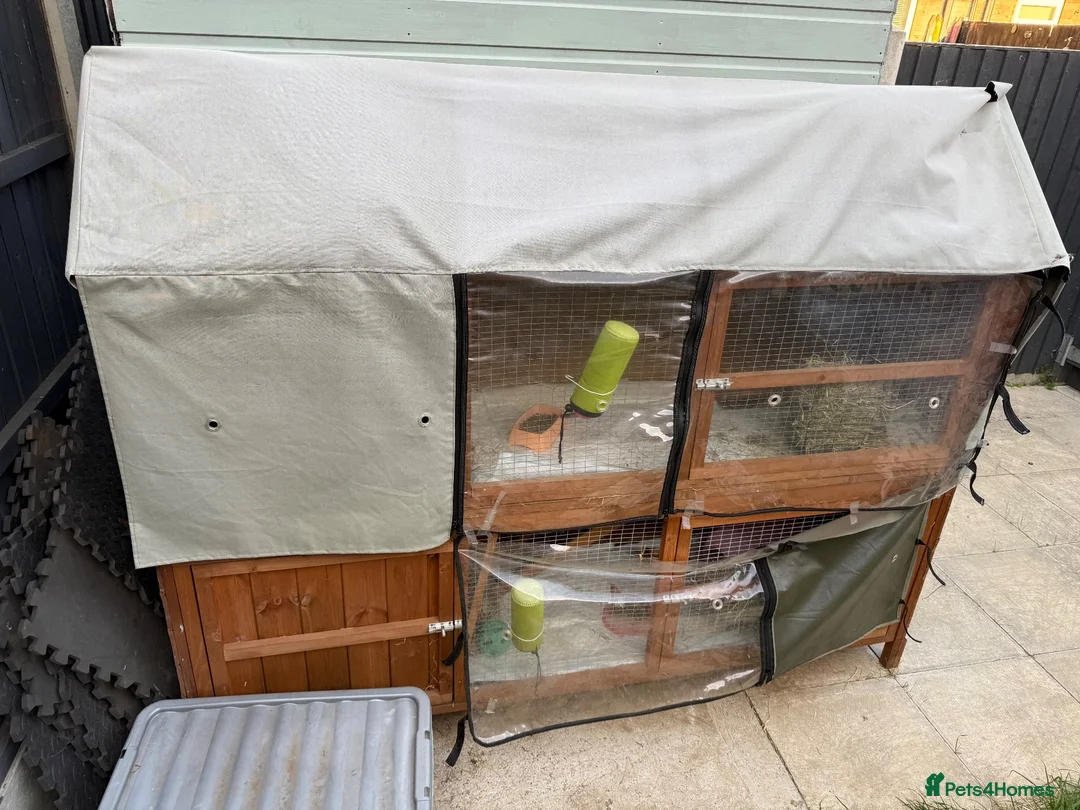 Guinea Pig rodents for sale: Guinea pigs  in Hull - Advert 2