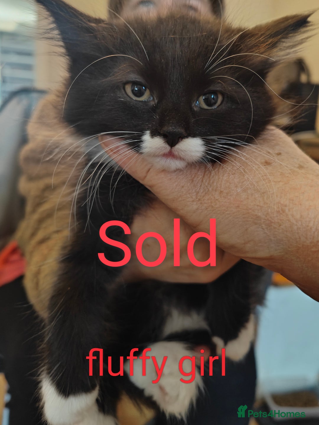 Mixed Breed cats for sale: 1 kitten for sale due to time wasters  - Image 15