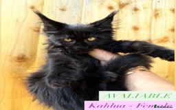 Maine Coon cats for sale: READY NOW - 5 GENERATION PEDIGREE MAINE COONS - Image 1