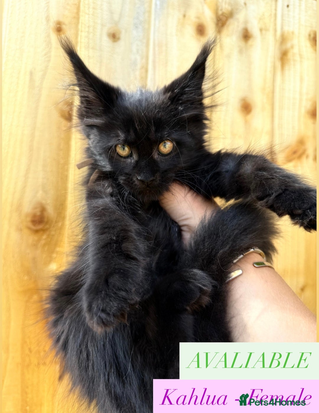 Maine Coon cats for sale: READY NOW - 5 GENERATION PEDIGREE MAINE COONS - Image 1