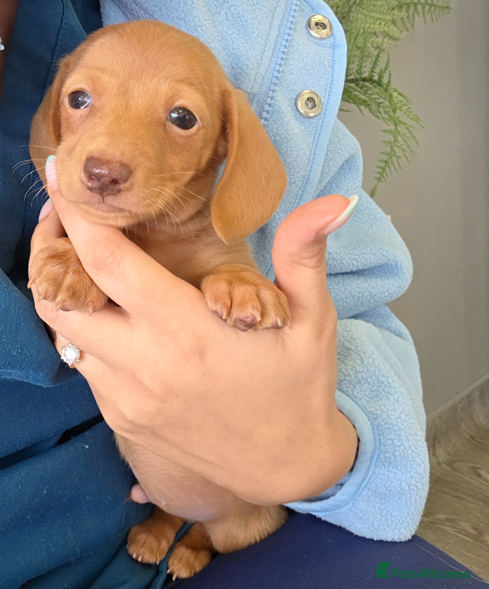 Miniature Dachshund dogs Kc Miniature Dachshund - Advert 5