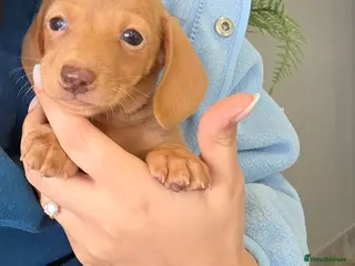 Miniature Dachshund dogs Kc Miniature Dachshund - Advert 5