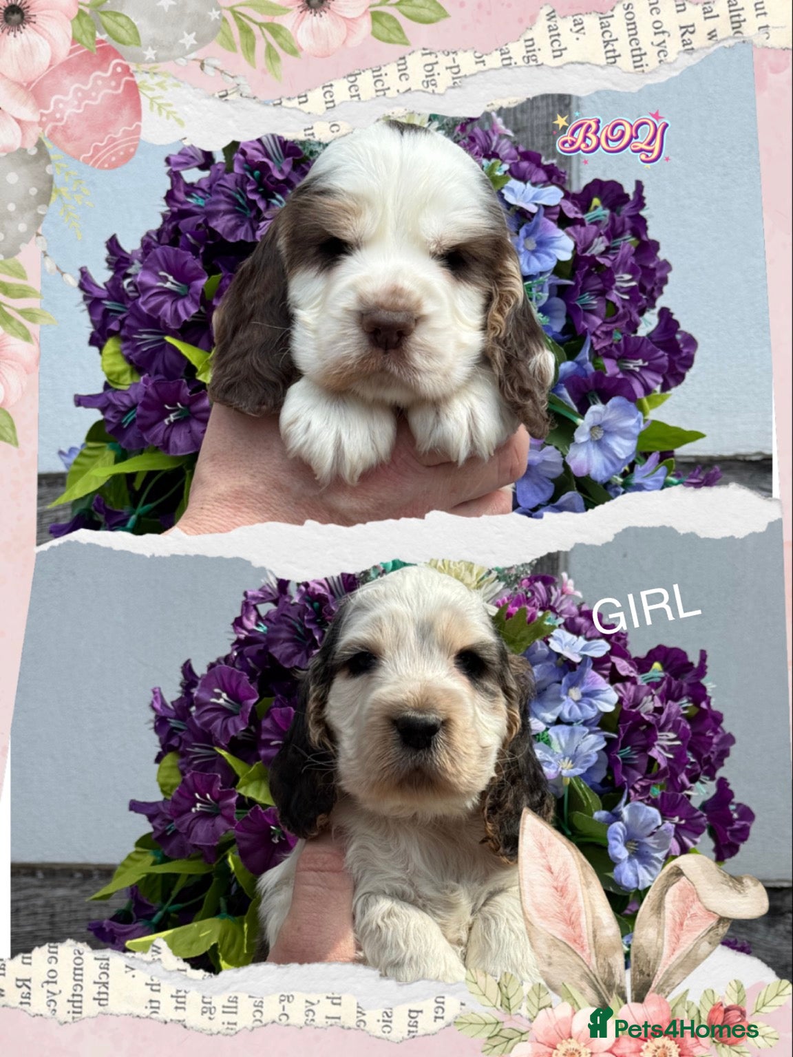 Cocker Spaniel dogs Kc reg dna tested show type cocker spaniel puppies - Advert 1