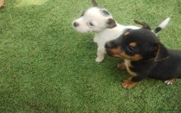 Jack Russell dogs for sale: Tradisional Jack russles  - Image 7