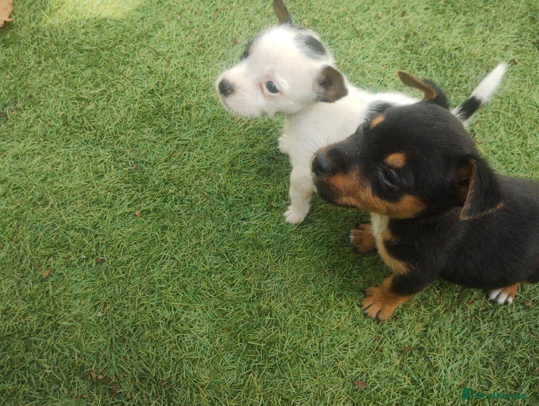 Jack Russell dogs for sale: Tradisional Jack russles  - Image 7
