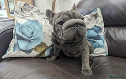 French Bulldog dogs for stud:  Elite Micro  Blue Frenchie Stud - Image 21
