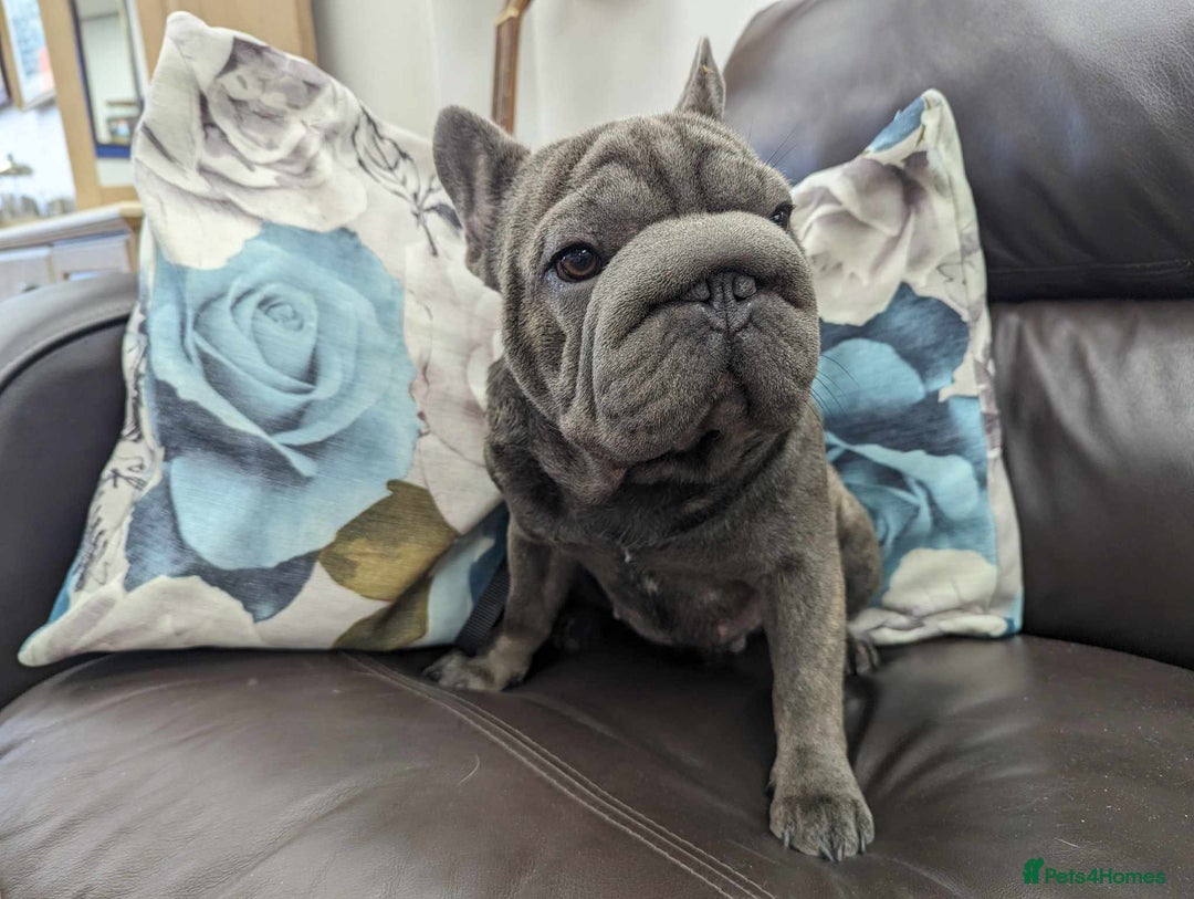 French Bulldog dogs for stud:  Elite Micro  Blue Frenchie Stud - Image 21
