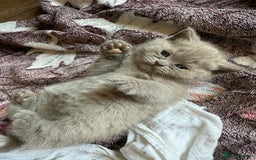 British Shorthair cats for sale: British shorthair kittens - Image 4