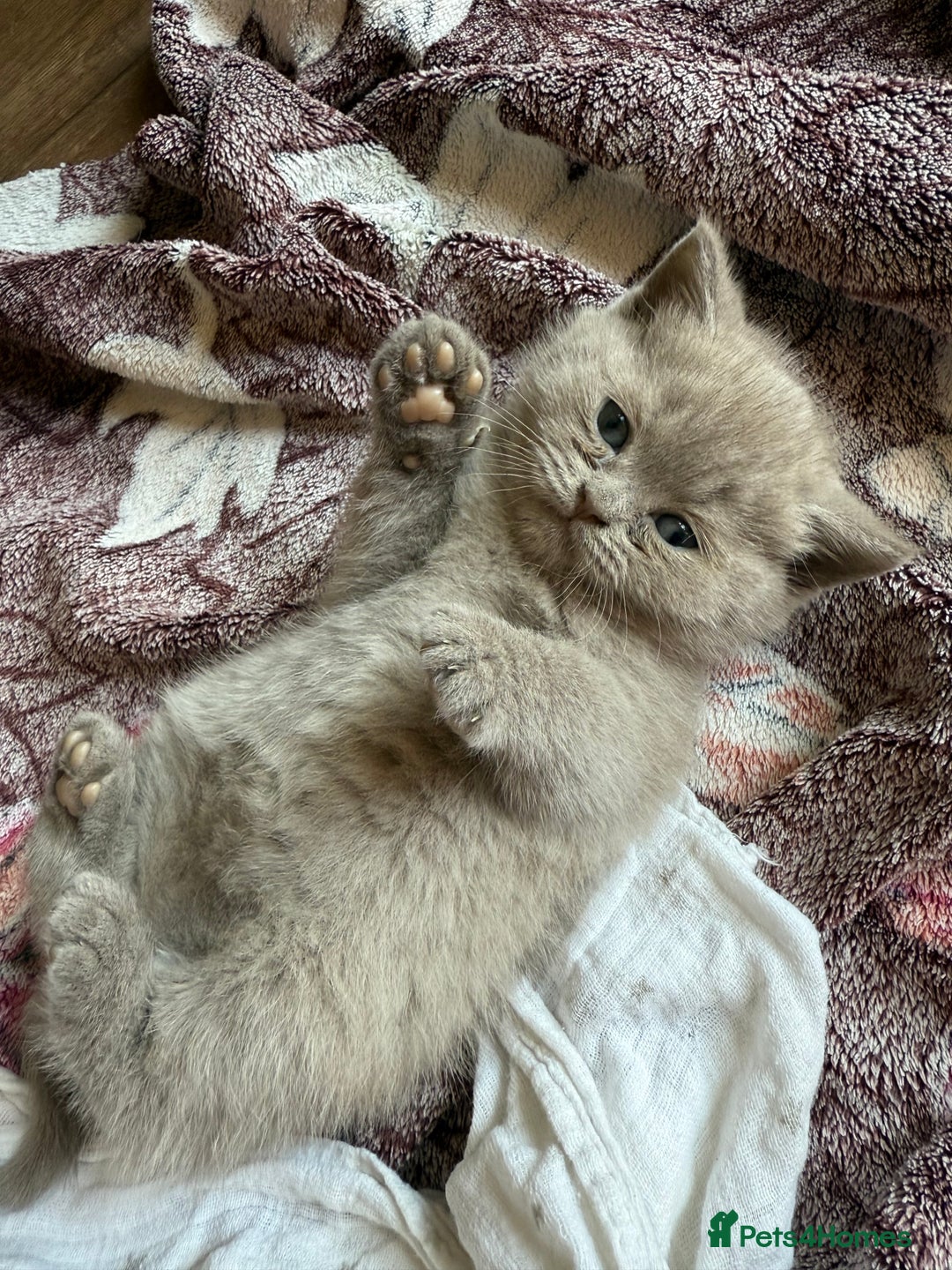 British Shorthair cats for sale: British shorthair kittens - Image 4
