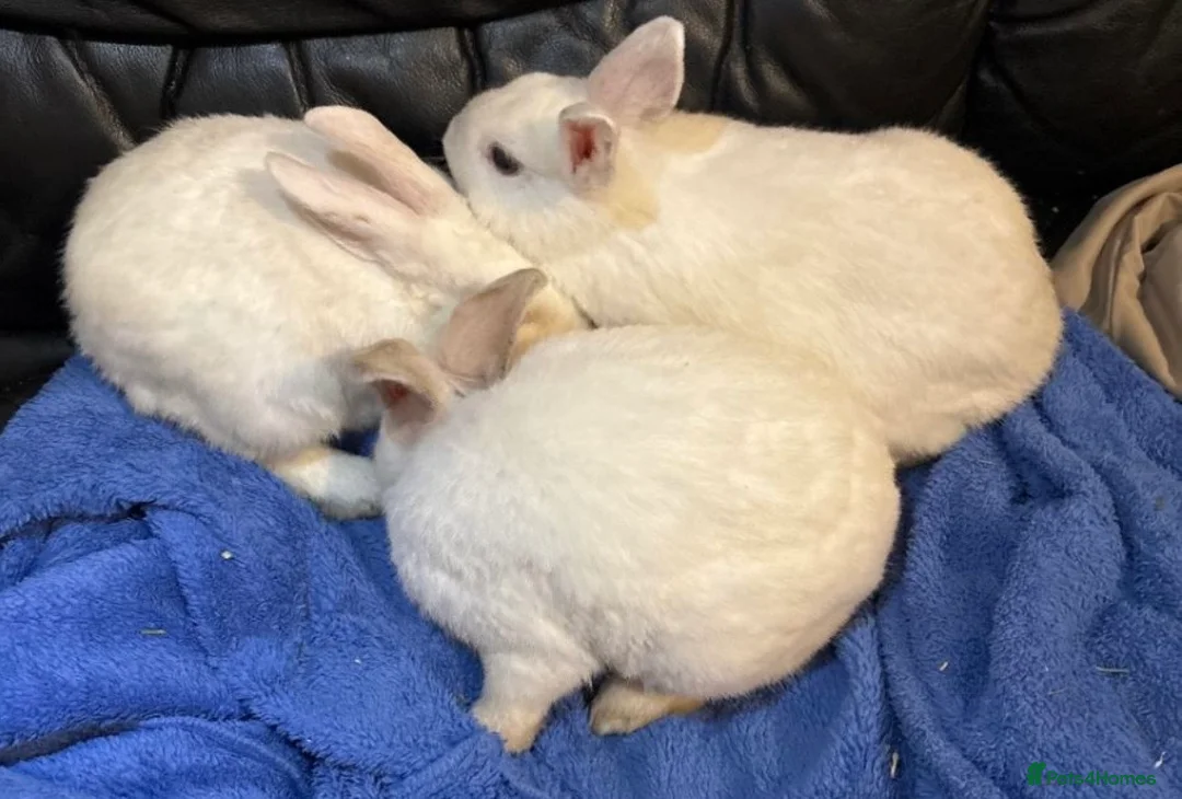 Mixed Breed rabbits for sale: 2 BUCKS  - Advert 2