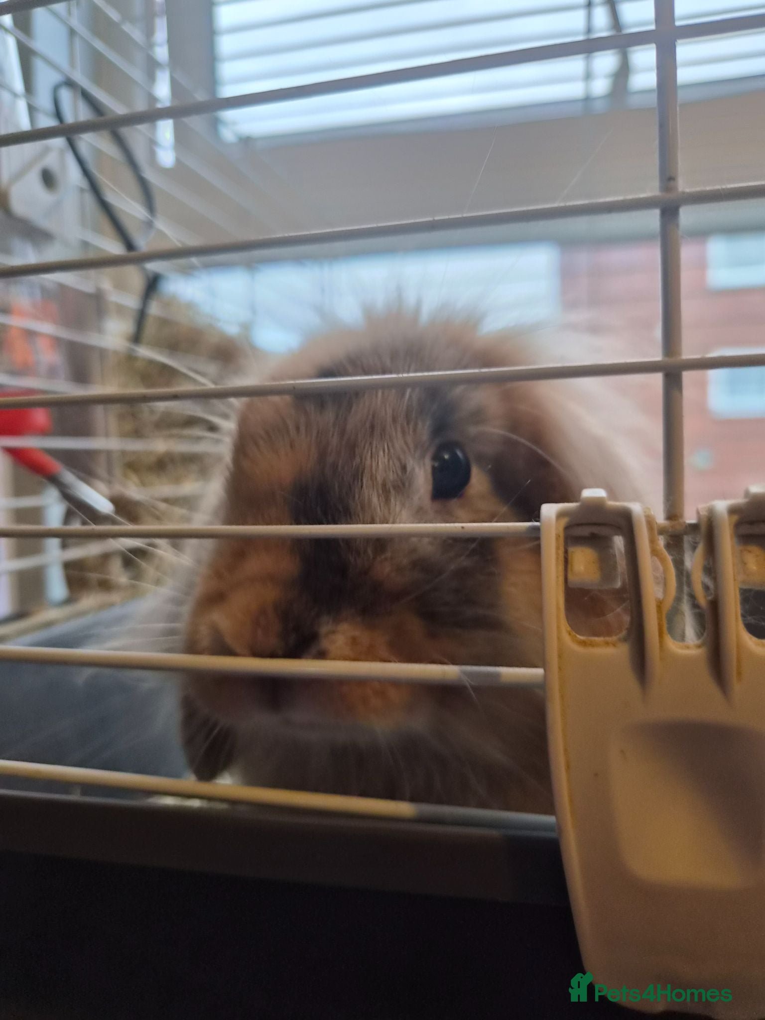 Rex rabbits 1 lion head rabbit  1 rex and 1 lop  - Advert 2
