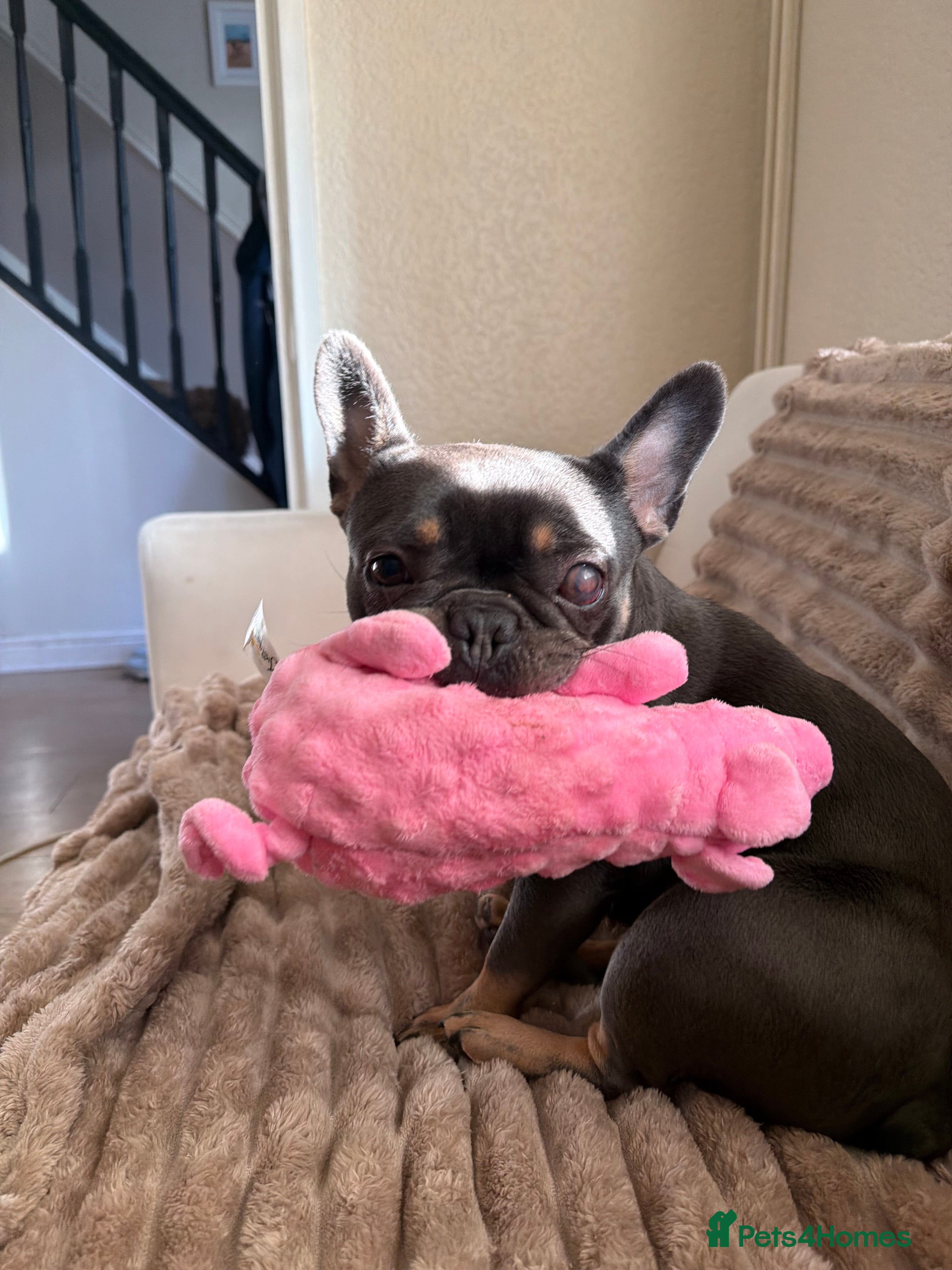 French Bulldog dogs Bella - Advert 1