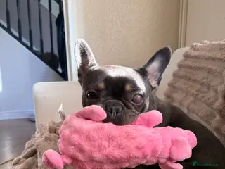 French Bulldog dogs Bella - Advert 1