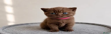 British Shorthair Kitten 4