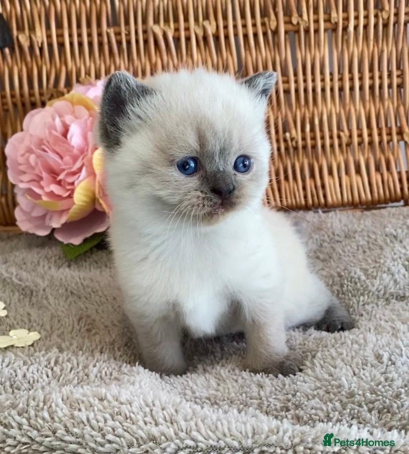 British Shorthair cats RARE SEAL LYNX PURE BRED BSH TEDDY BEARS - Advert 8