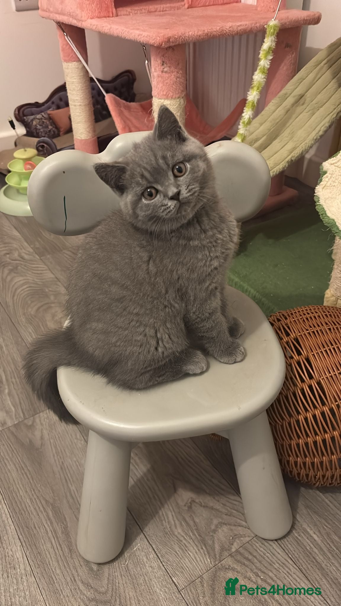 British Shorthair cats 🧸4 Remaining Chunky British Shorthair Kittens🧸 - Advert 6