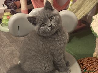 British Shorthair cats 🧸4 Remaining Chunky British Shorthair Kittens🧸 - Advert 6