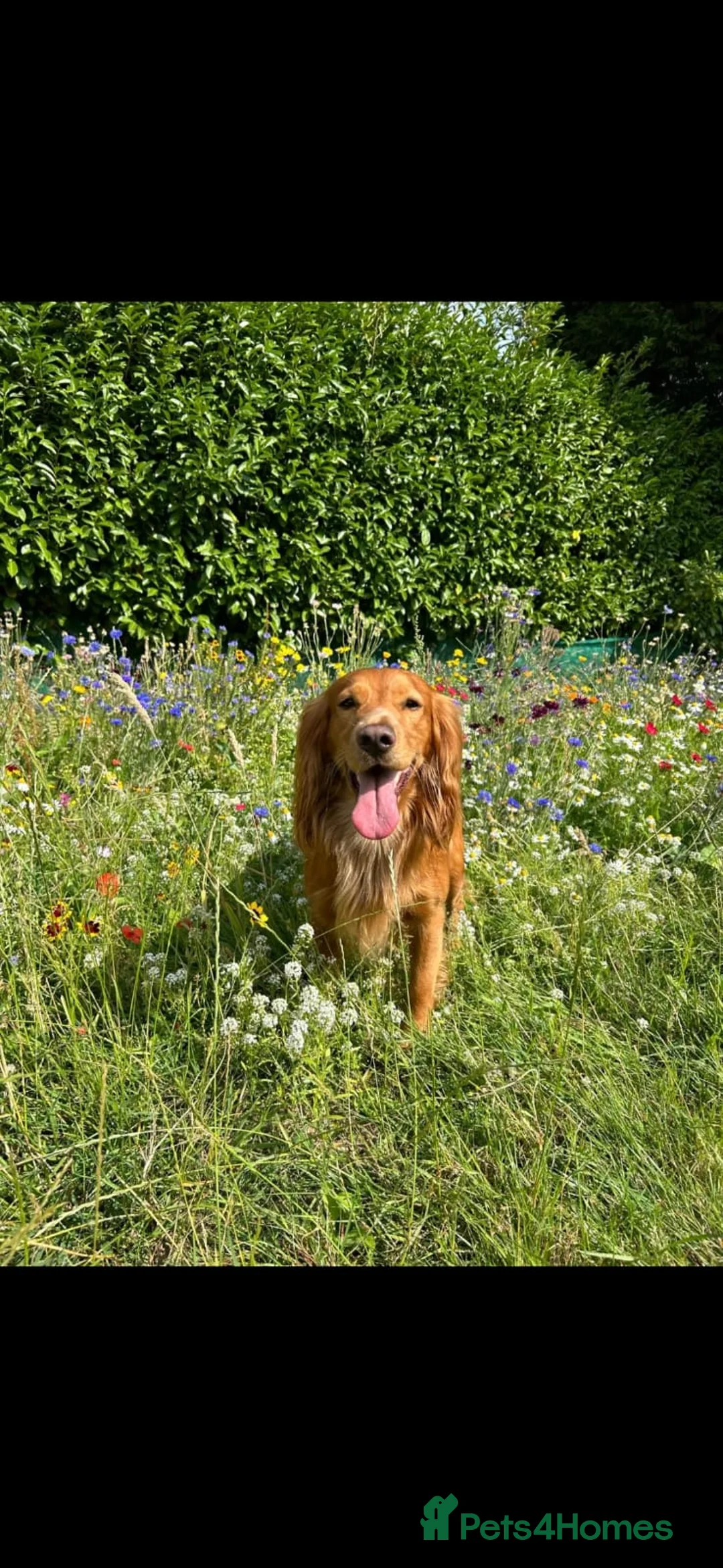 English Springer Spaniel dogs for sale: 6 gorgeous spaniel puppies for sale  - Advert 11