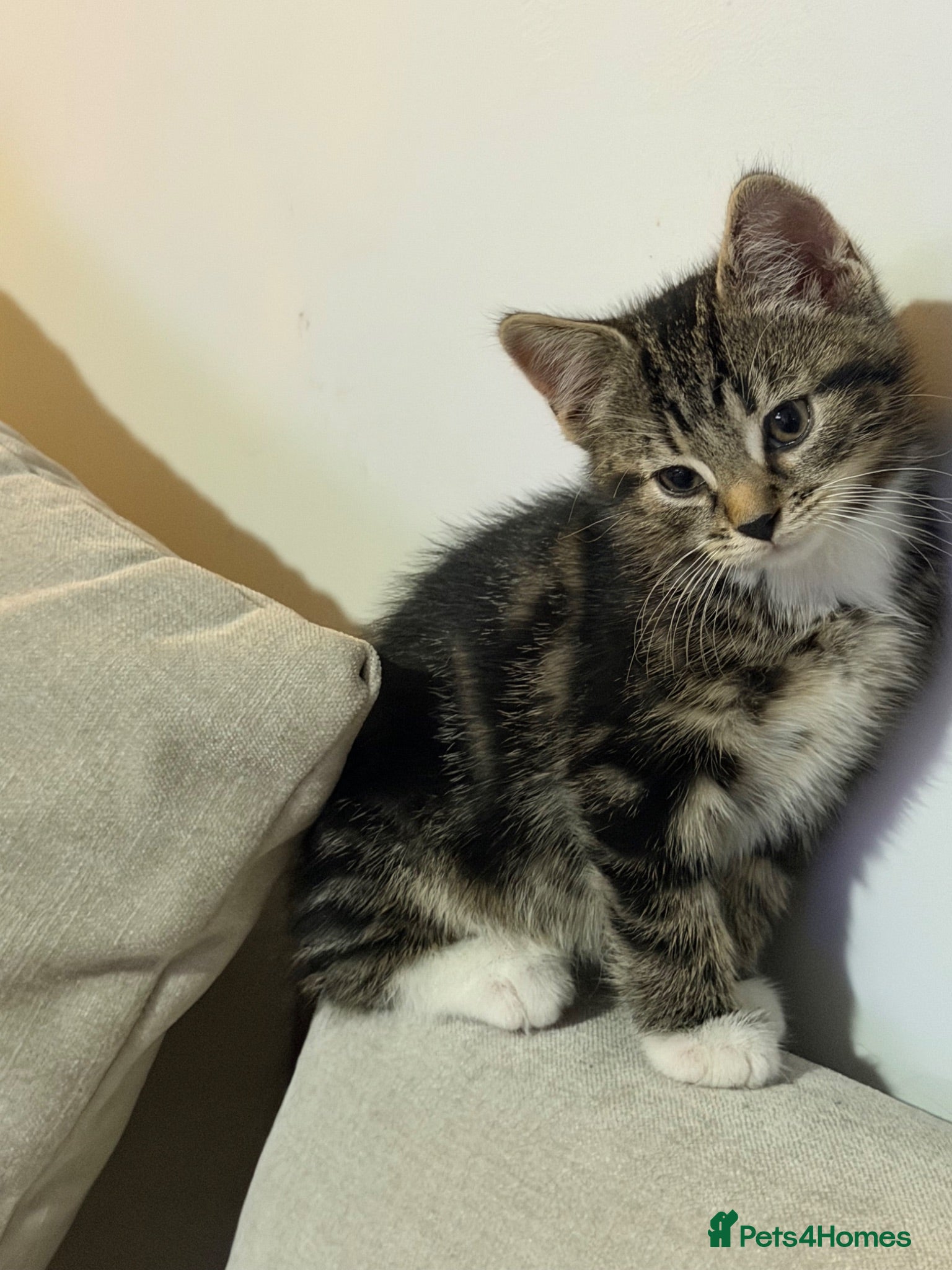 Domestic Shorthair cats 9-week-old male tabby kitten. - Advert 2