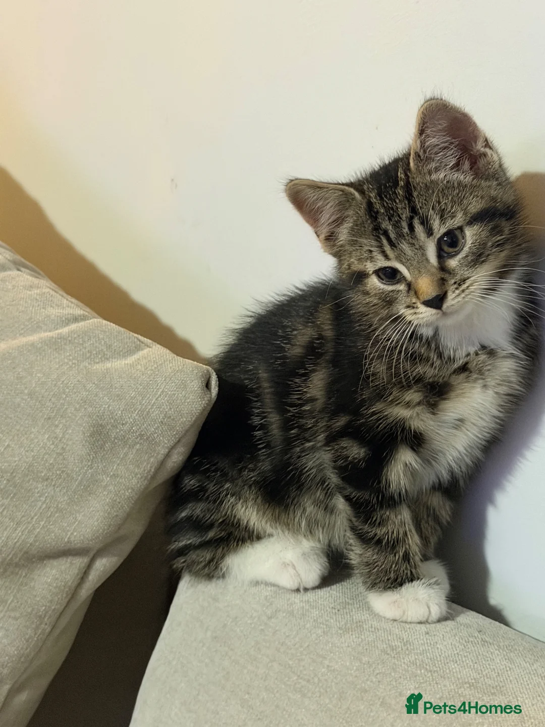 Domestic Shorthair cats for sale: 9-week-old male tabby kitten. in London - Advert 1