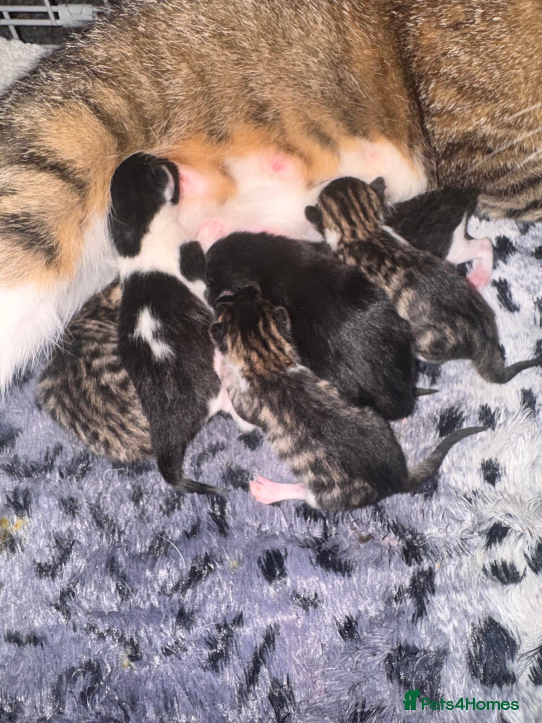 British Shorthair cats for sale: *** Absolutely Stunning Babies**** - Image 6