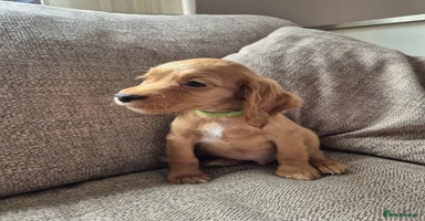 Cocker Spaniel dogs - Advert 13