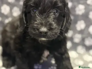 Cockapoo dogs Gorgeous cockapoo puppies 2 Boy Left - Advert 18