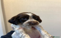 Cocker Spaniel dogs for sale: Beautiful Lemon & Brown Cocker Spaniel Puppies  - Image 5