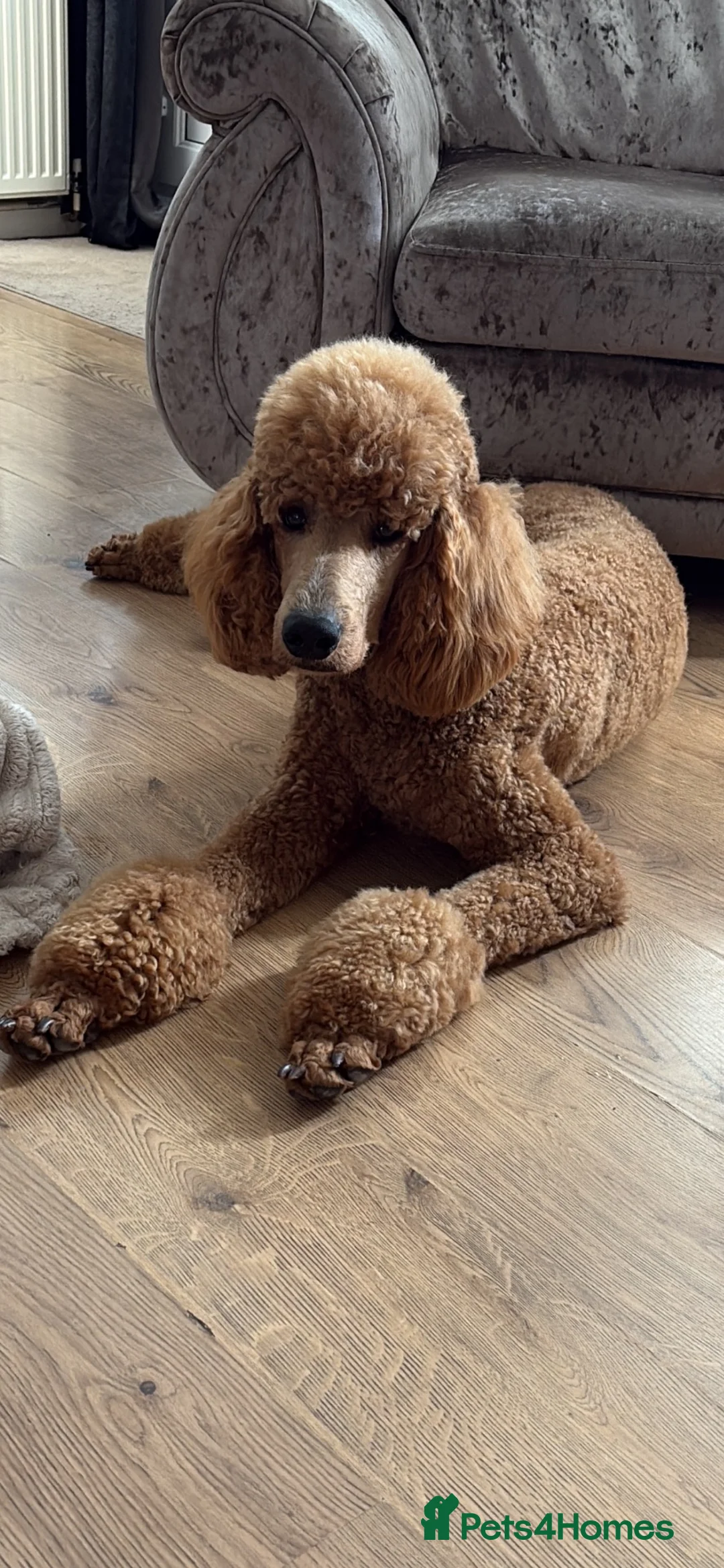 Standard Poodle dogs for sale: Standard poodle  in Birmingham - Advert 4