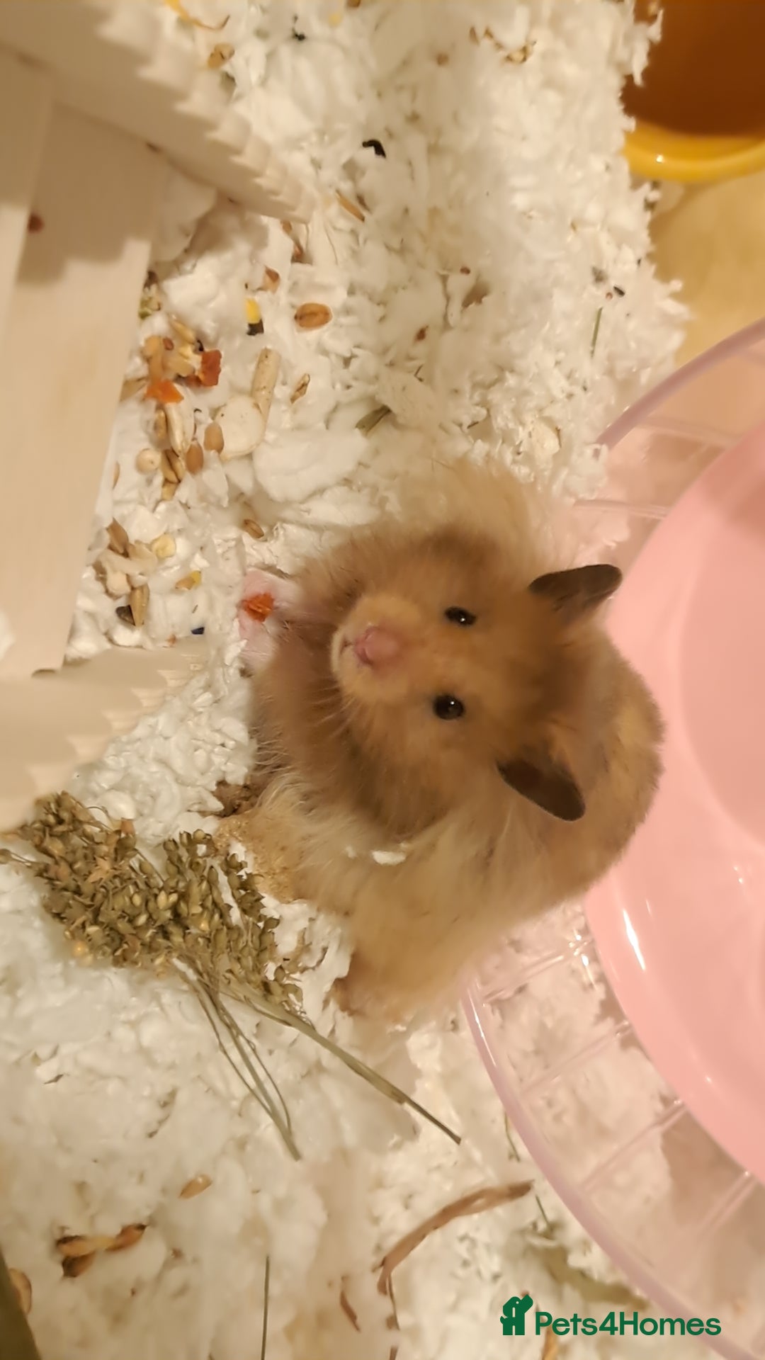 Hamster rodents for sale: Loving homes only - Image 1