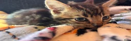 Mixed Breed cats for sale: Adorable kittens for sale  - Advert 18