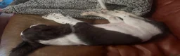 English Springer Spaniel dogs for sale: 2 beautiful liver and white girls  - Advert 3
