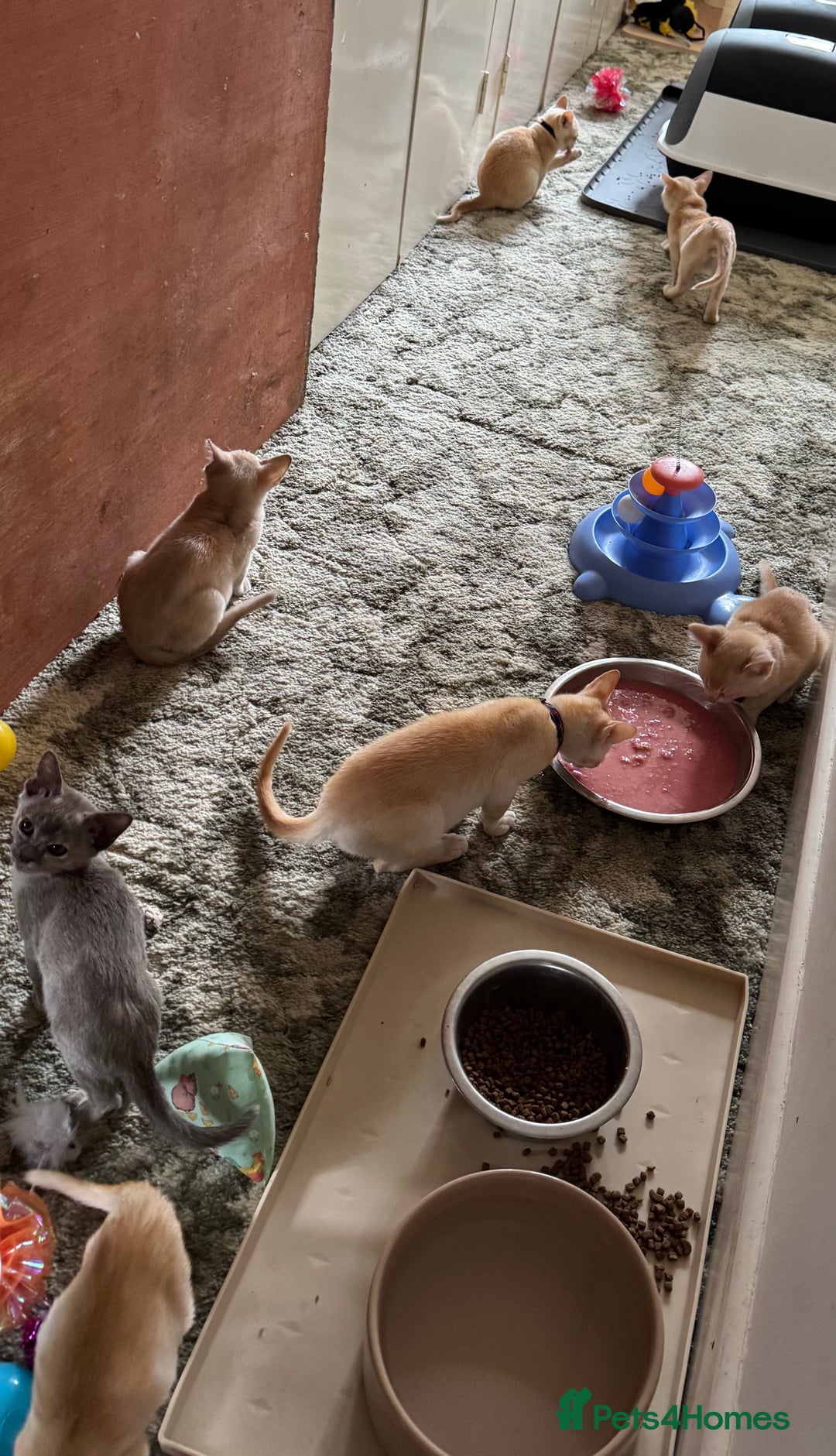 Burmese cats for sale: A fantastic litter of 7 Burmese babies  - Image 20