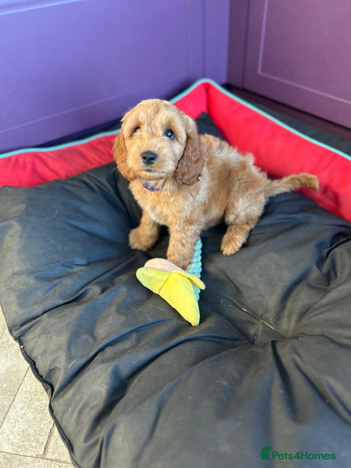 Cockapoo dogs 2 cockapoo boys Available  - Advert 2