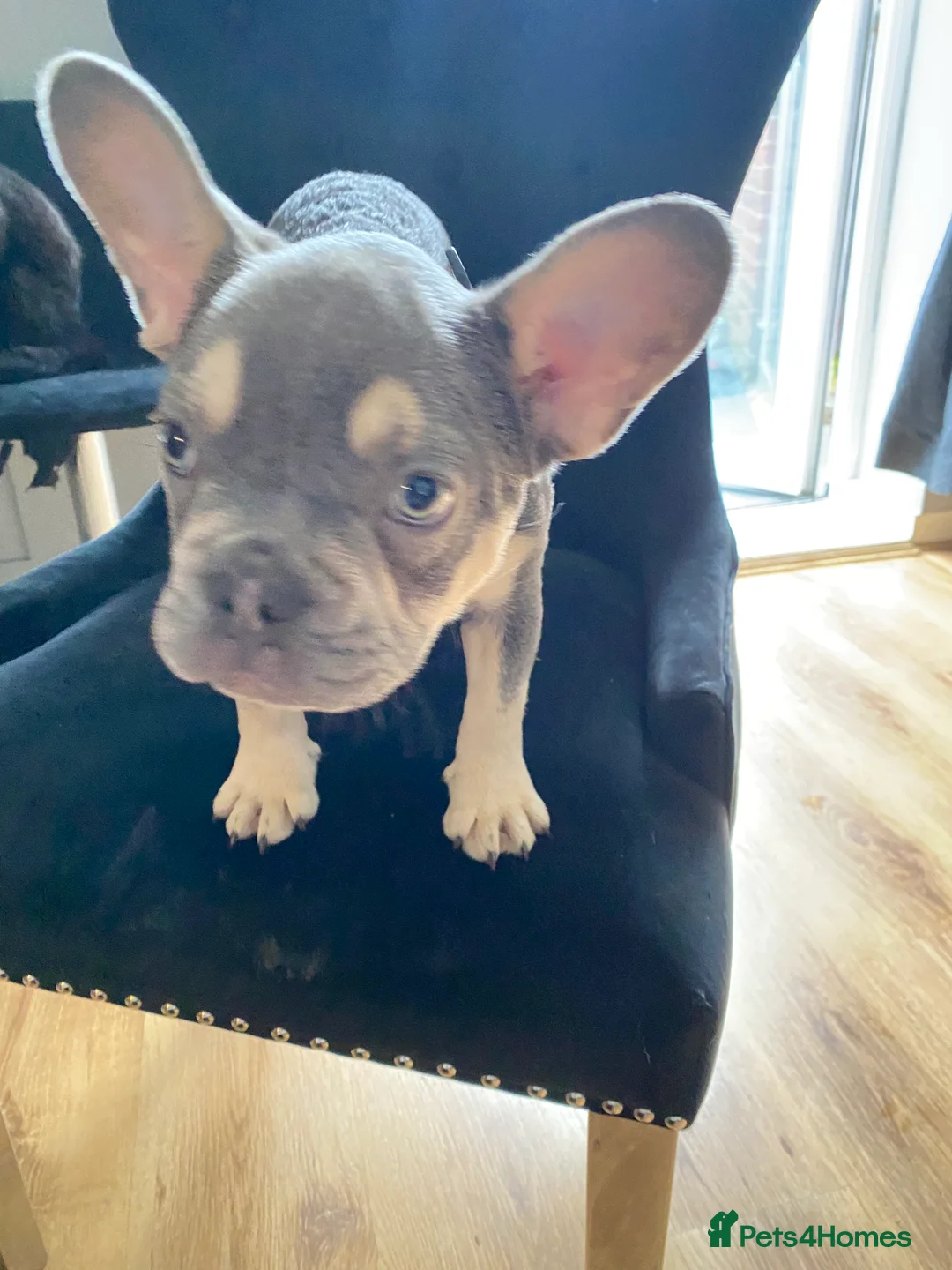 French Bulldog dogs for sale: French bulldog 4months old  - Advert 4