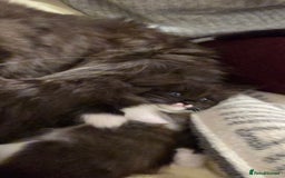 Maine Coon cats for sale: Maine Coon X Ragdoll  - Advert 12