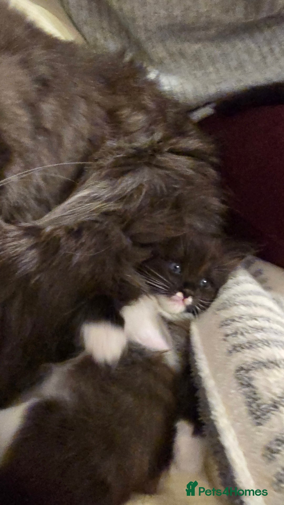 Maine Coon cats for sale: Maine Coon X Ragdoll  - Advert 12