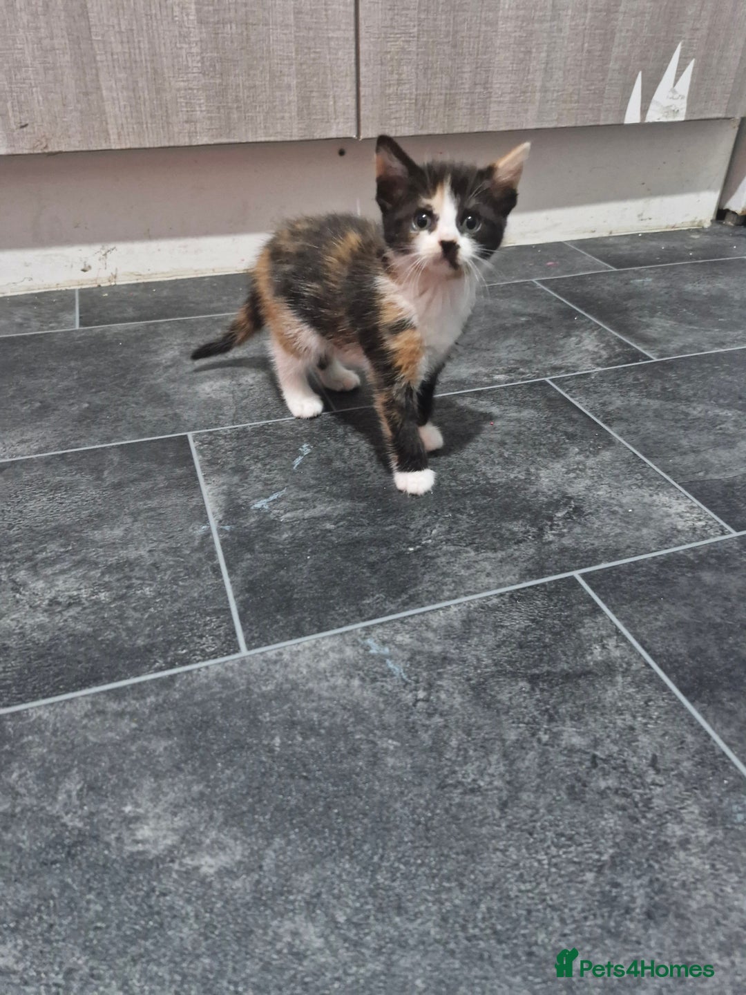 Mixed Breed cats for sale: Kittens for sale  - Advert 4
