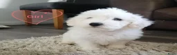 Bichon Frise dogs for sale: Bichon Frise Bichons - Advert 11