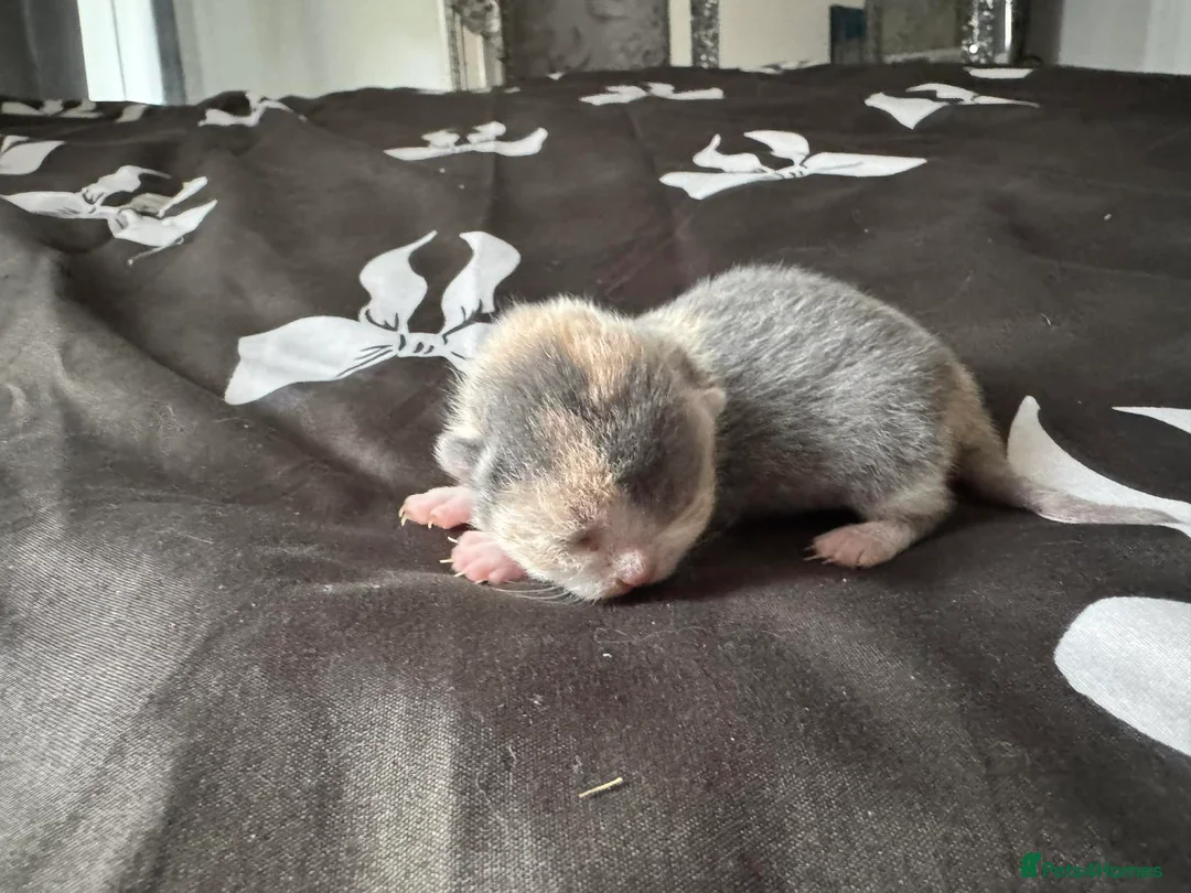 British Shorthair cats for sale: Here we have a beautiful BSH tri coloured female - Advert 2