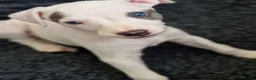 Whippet dogs for sale: Heart and DNA tested Blue Parti Whippet Puppies. - Advert 3