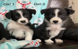 Border Collie dogs for sale: PEDIGREE ISDS & KC BORDER COLLIE PUPS - Image 2