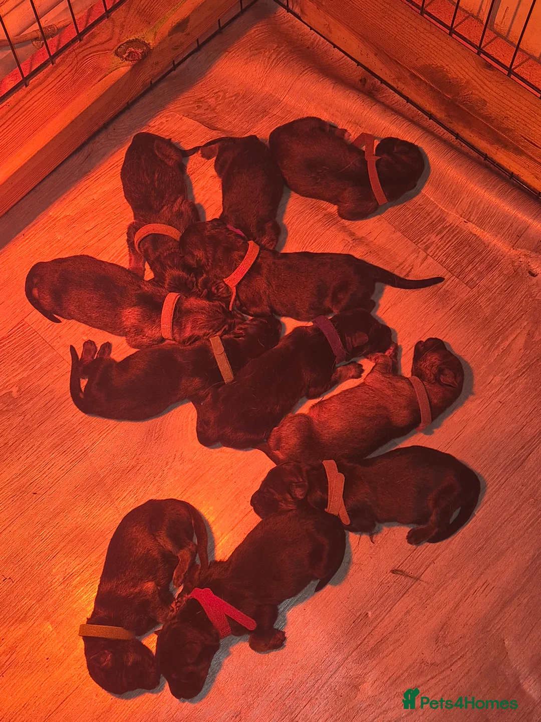 Mixed Breed dogs for sale: Belgian Malinos × GSD Puppies - Advert 3