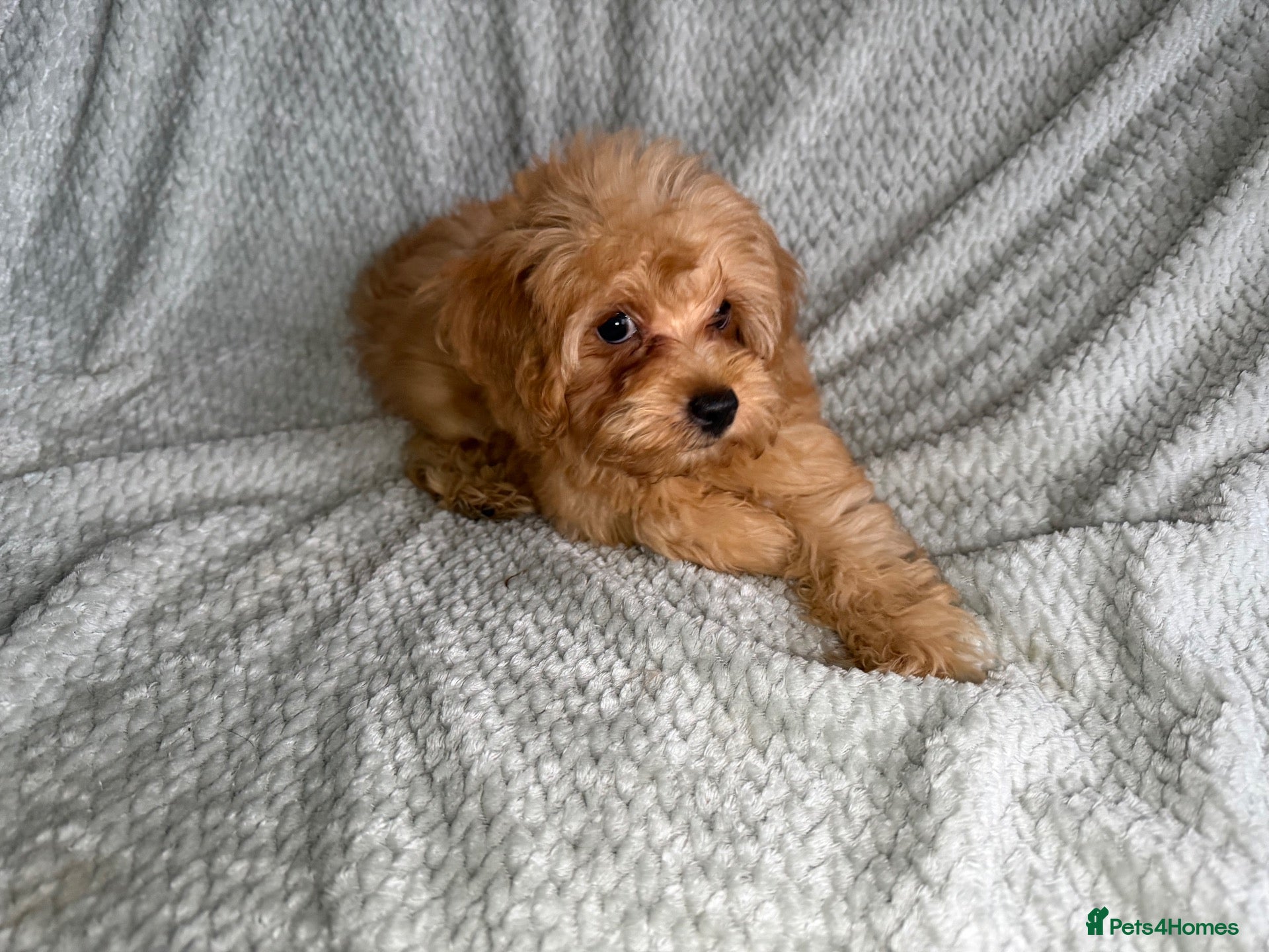 Cavapoochon dogs READY TO LEAVE NOW!! Miniature cavapoochons - Advert 16