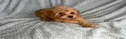 Cavapoochon dogs for sale: READY TO LEAVE NOW!! Miniature cavapoochons - Advert 2