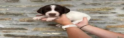 English Springer Spaniel dogs for sale: Springer spaniel puppies  - Advert 6