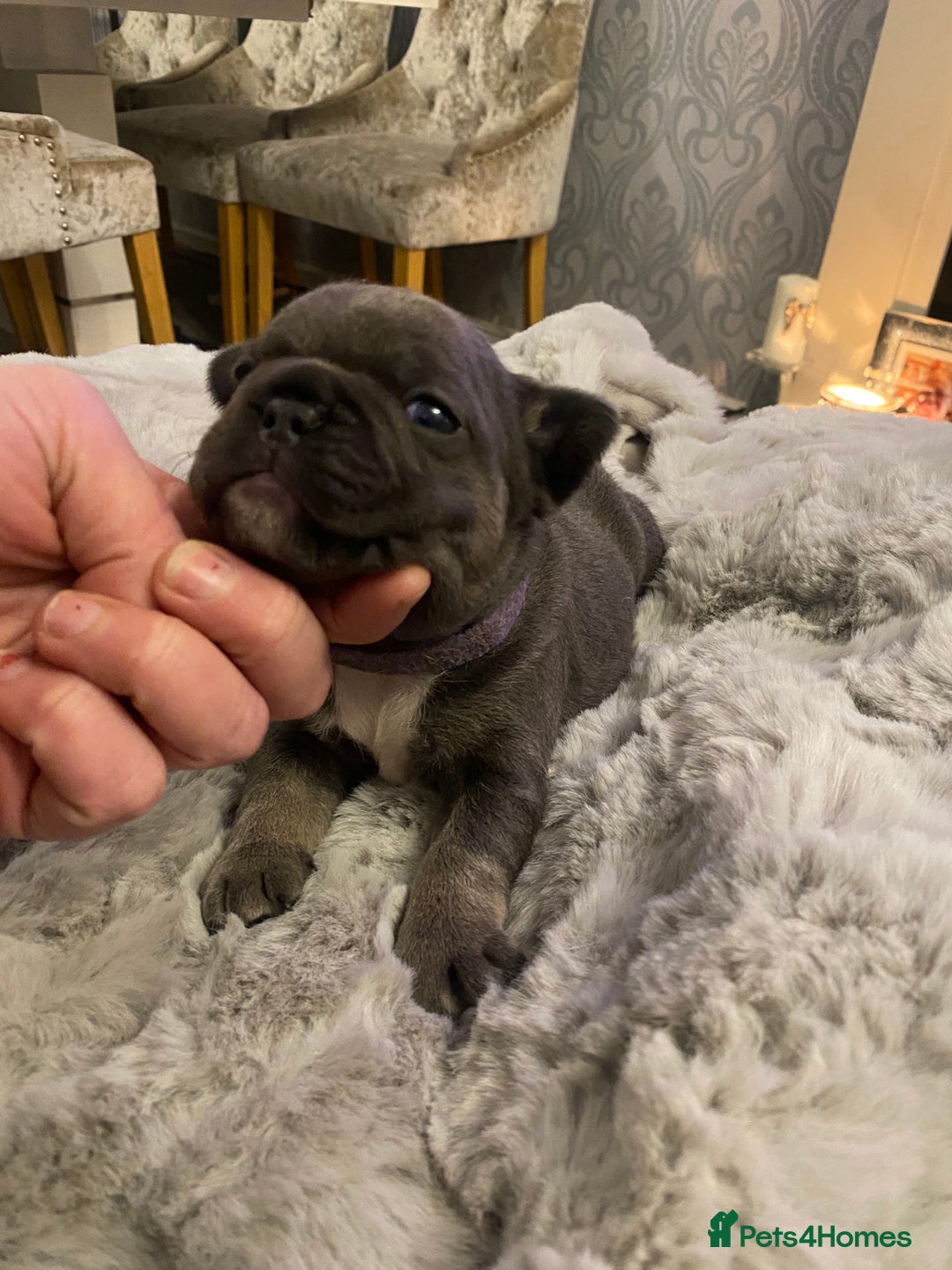 French Bulldog dogs for sale: Stunning chunky French bulldog pups  - Advert 11