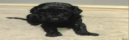 Cavapoo dogs for sale: F1bb cavapoo puppies  - Advert 8